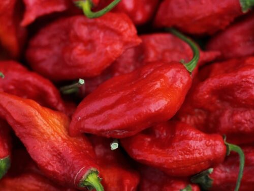 Ghost Pepper