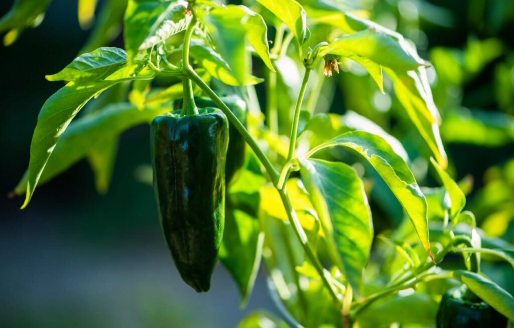 Green poblano pepper on the vine