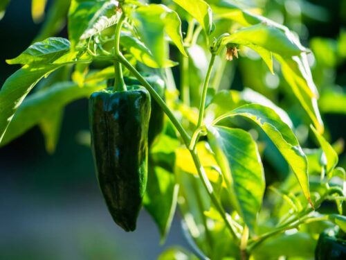 Poblano Pepper