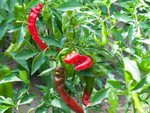 Jimmy Nardello Pepper
