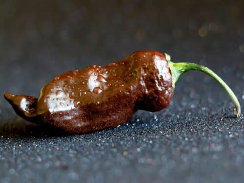 Kraken Scorpion Pepper