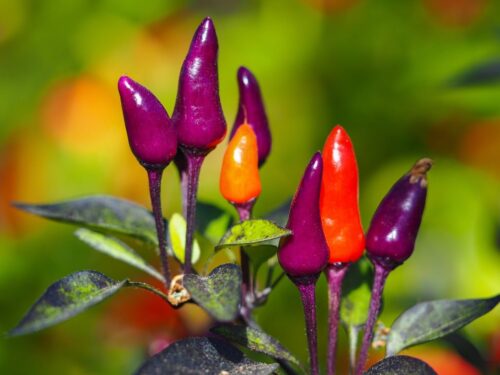 Purple Tiger Pepper