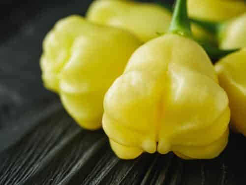 Aji Fantasy