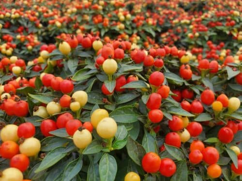 Hot Pops Yellow Pepper