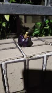 IMG_20260514_205528
