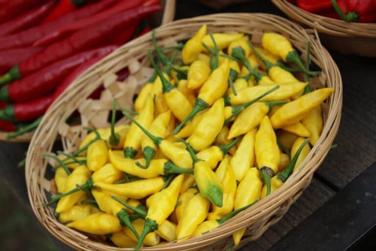 Lemon Drop Peppers (Aji Limon)