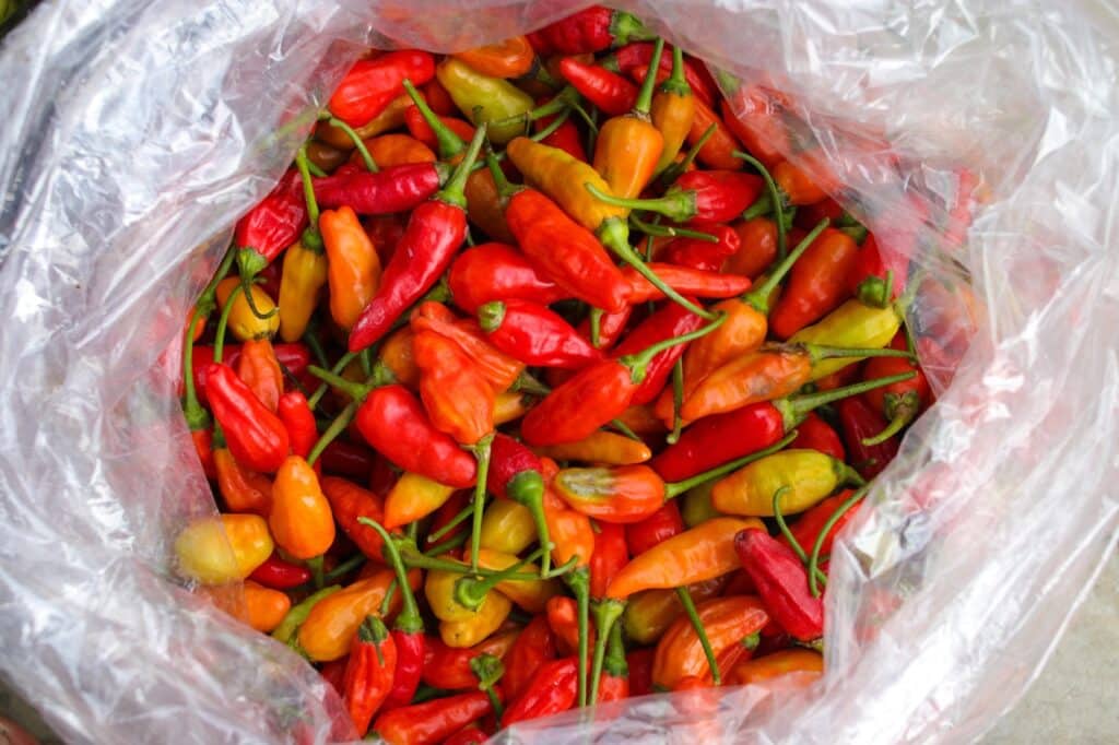 Datil Peppers